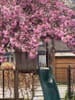 Photo 23 de 27 – Maison à Brasschaat