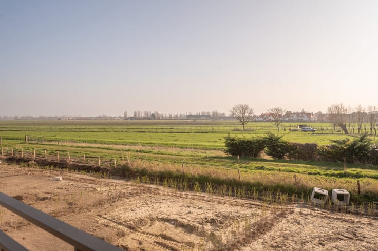 Foto Blauwe Zeedistel 2